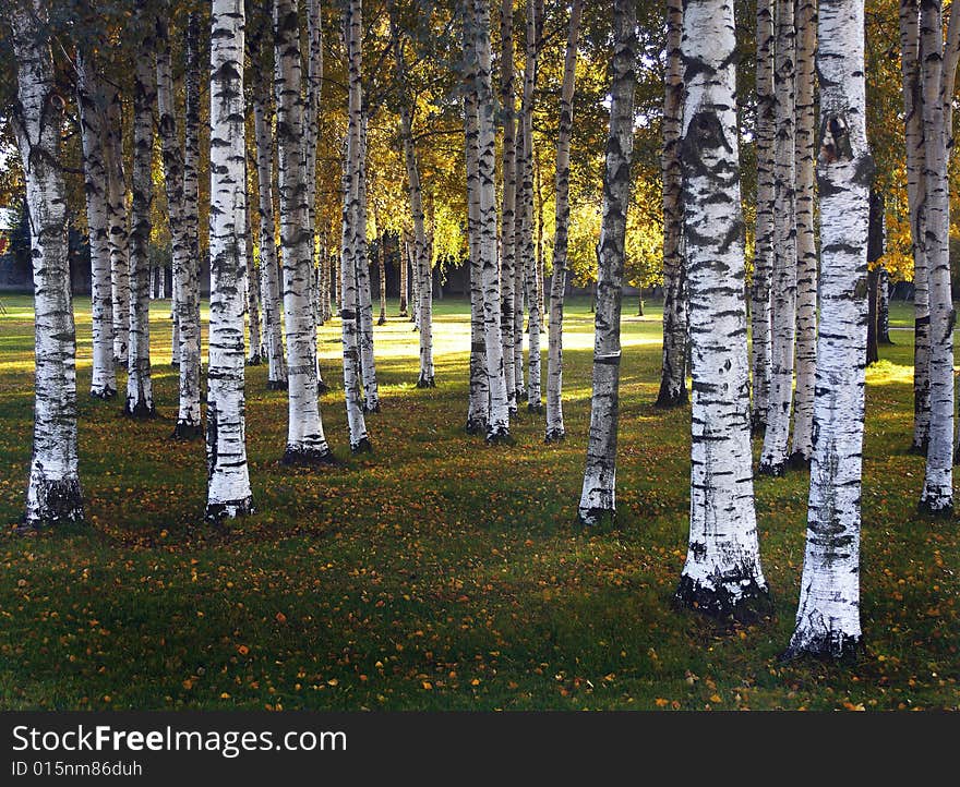 Trunks of birches among the fallen down foliage in autumn park. Trunks of birches among the fallen down foliage in autumn park