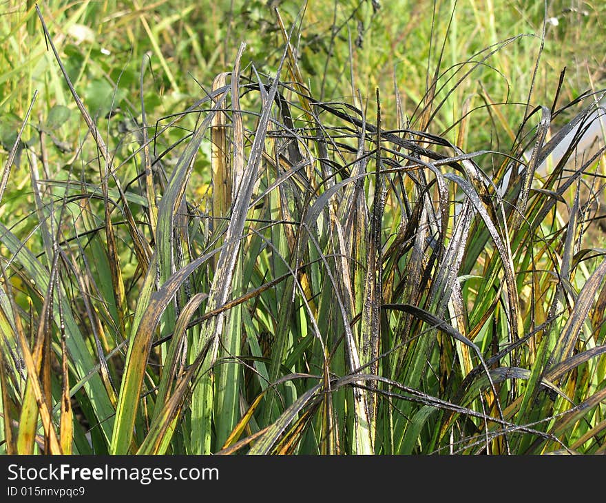 Grass All In Black Oil