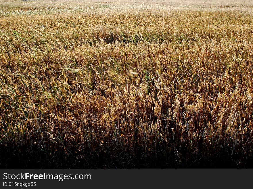 Pasture field in the afternoon light, inner mongolia, china