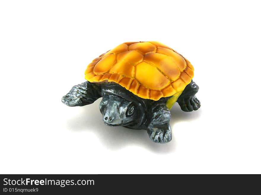 Turtle on a white background