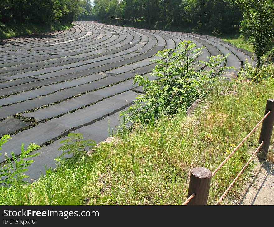 Wasabi Farm