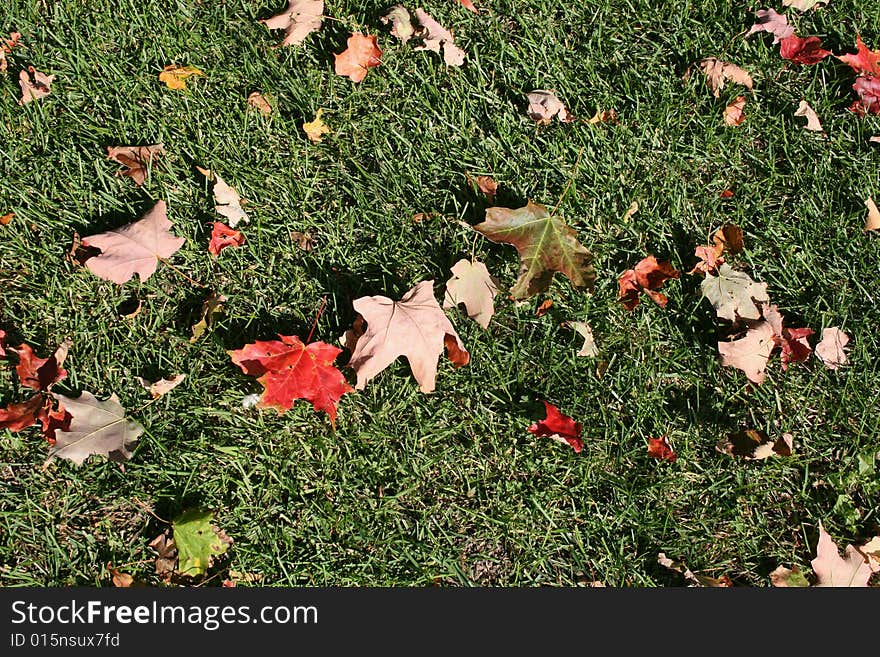 Red leaves in the grass,fall background. Red leaves in the grass,fall background