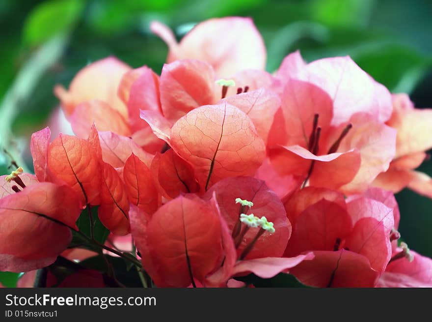 Bougainvillea flowers