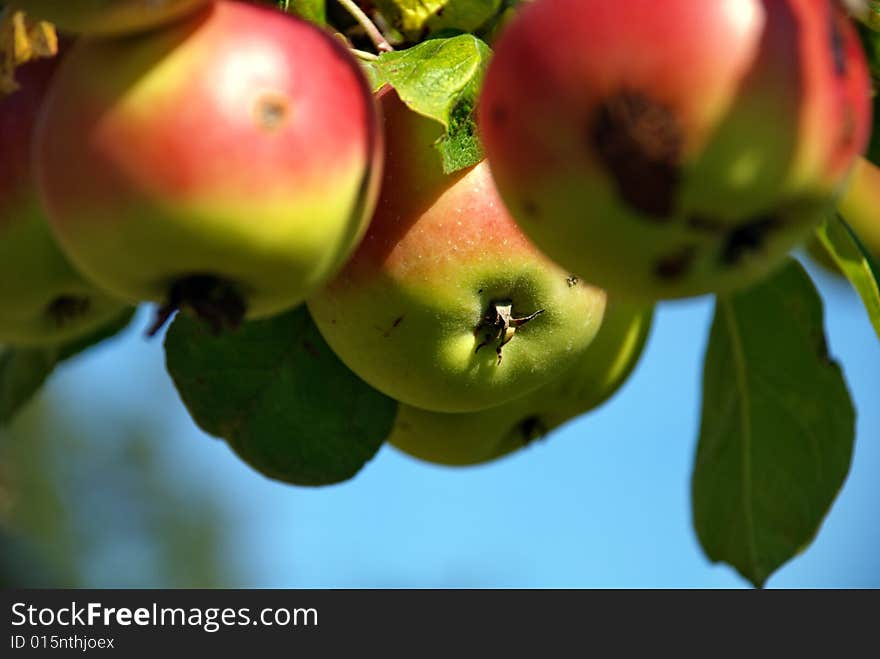 Apples getting ready for harvest. Apples getting ready for harvest.