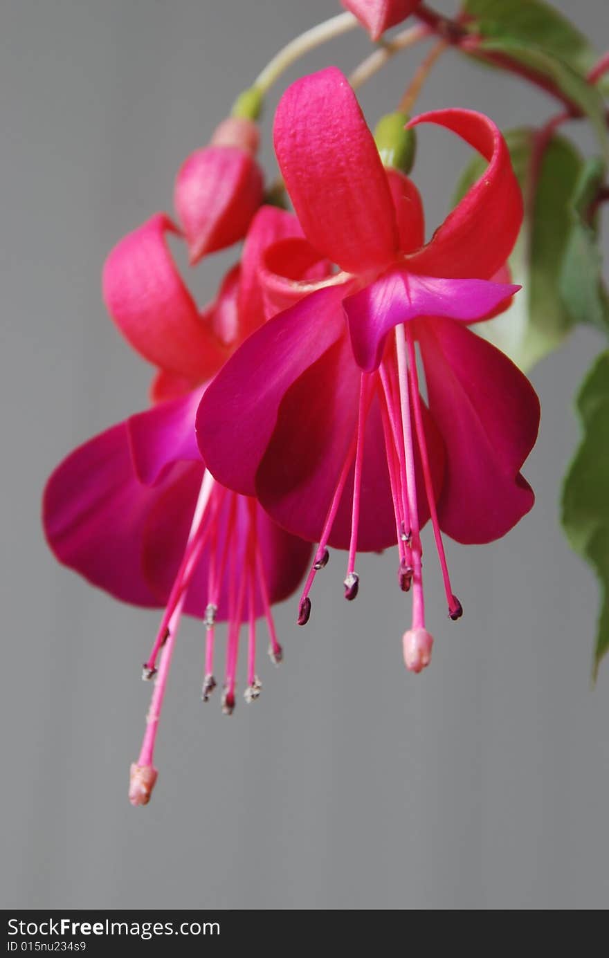 Fuchsia