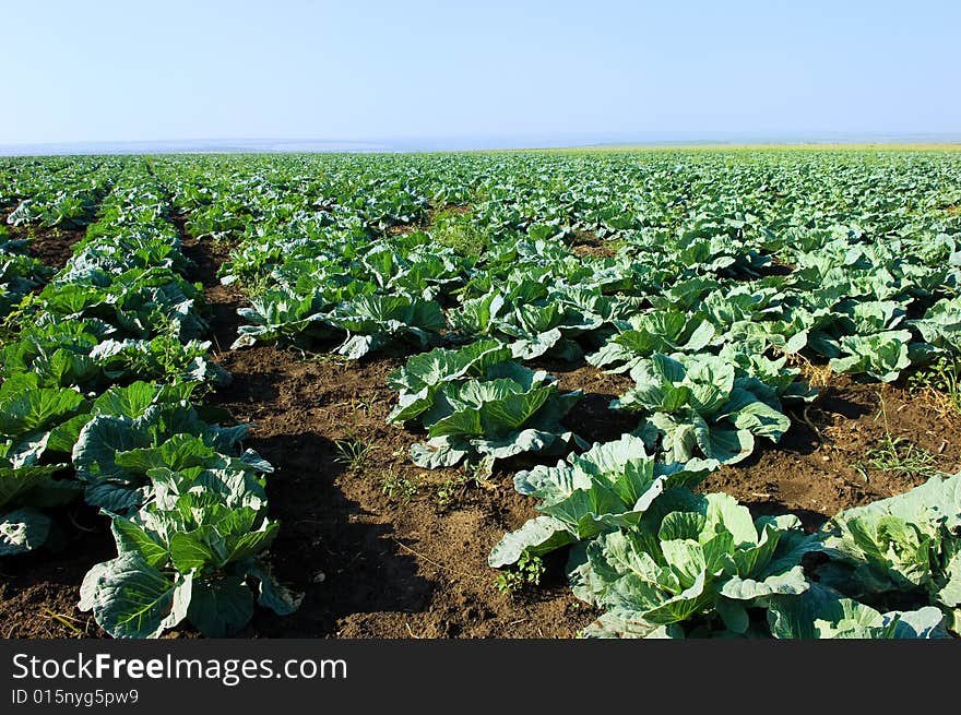 Rows of green fresh cabbages. Rows of green fresh cabbages