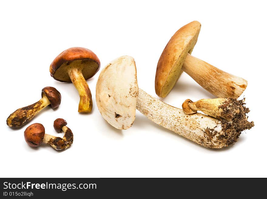 Fresh and beautiful mushrooms on a white background