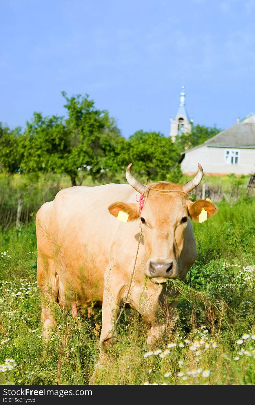 Funny cow in a pasture