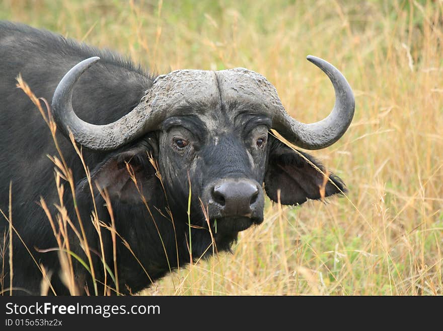 A photo of a buffalo in Kenya's national parks