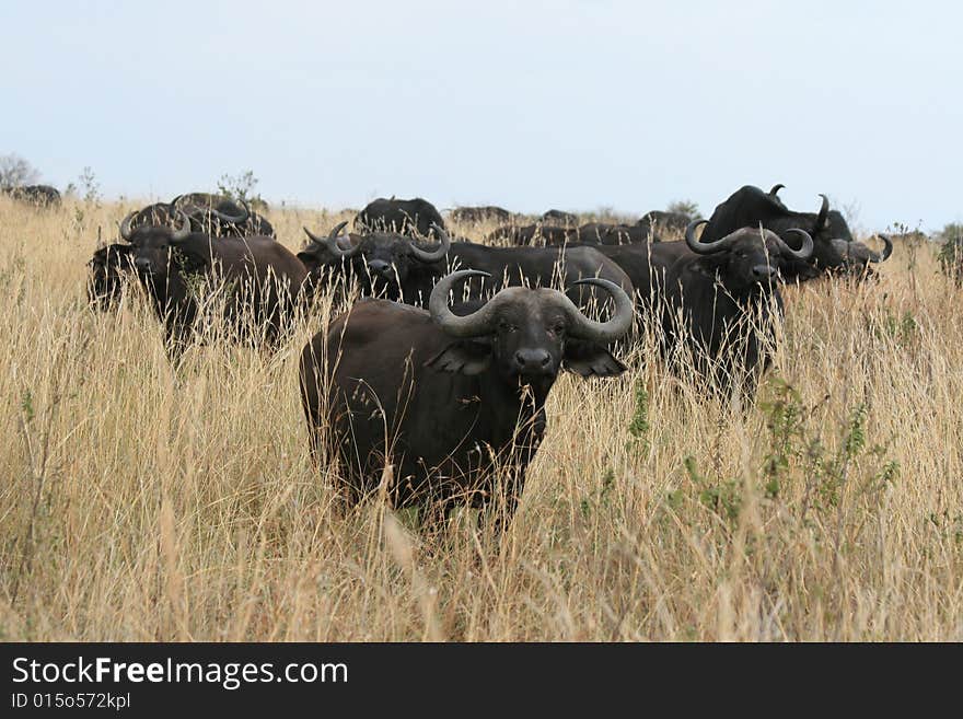 A photo of a buffalo in Kenya's national parks