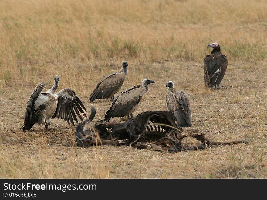 A photo of vultures around a kill in africa