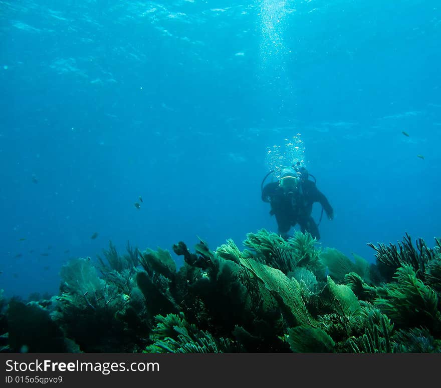 Underwater reef