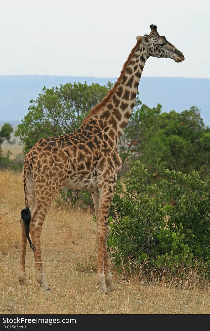 A photo of a Giraffe in kenyas national park