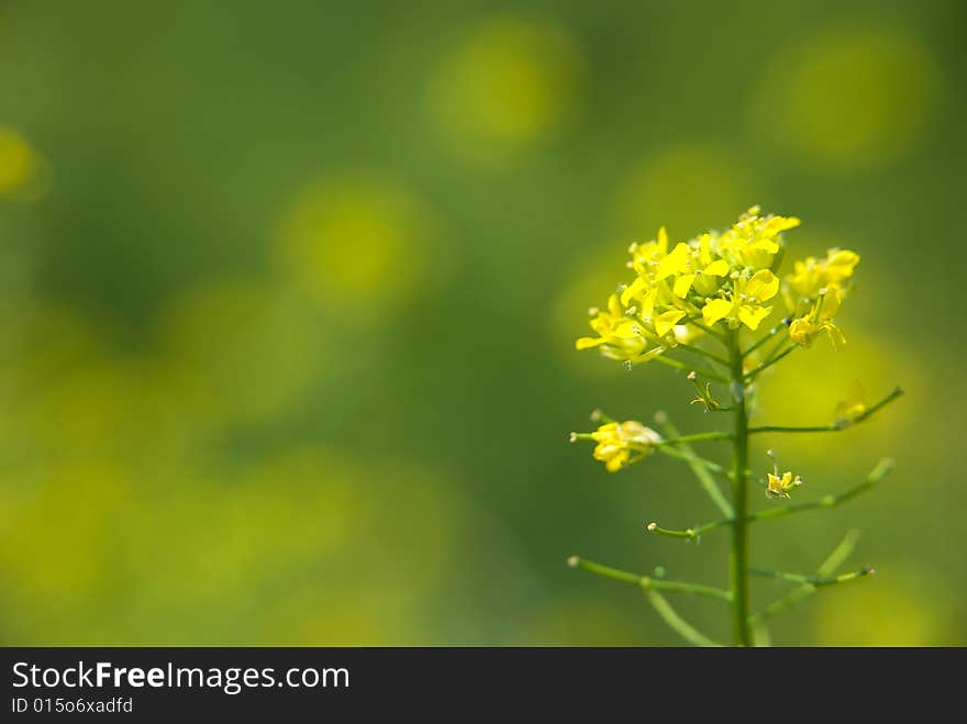 Yellow Flowers