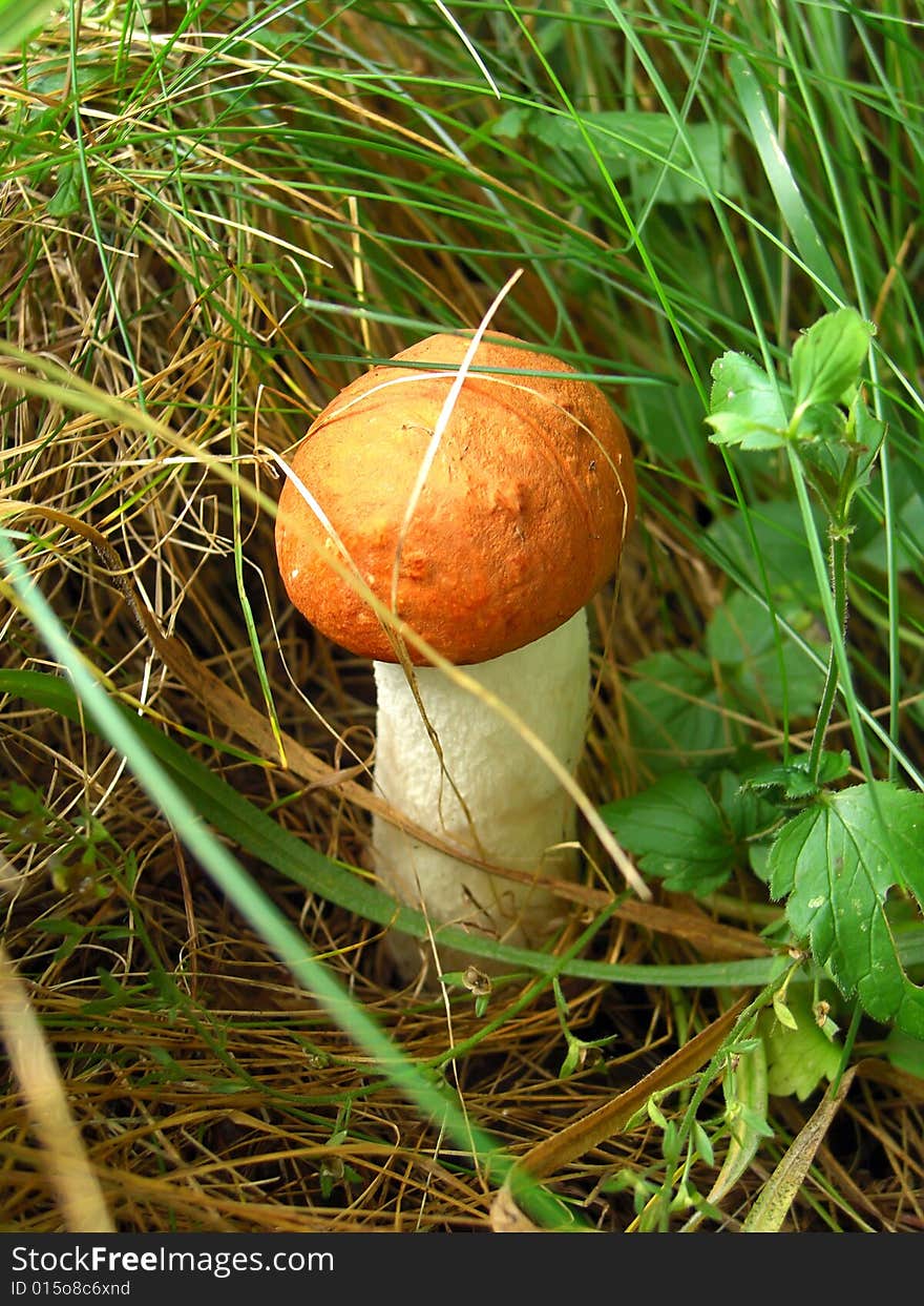 Aspen mushroom in the grass