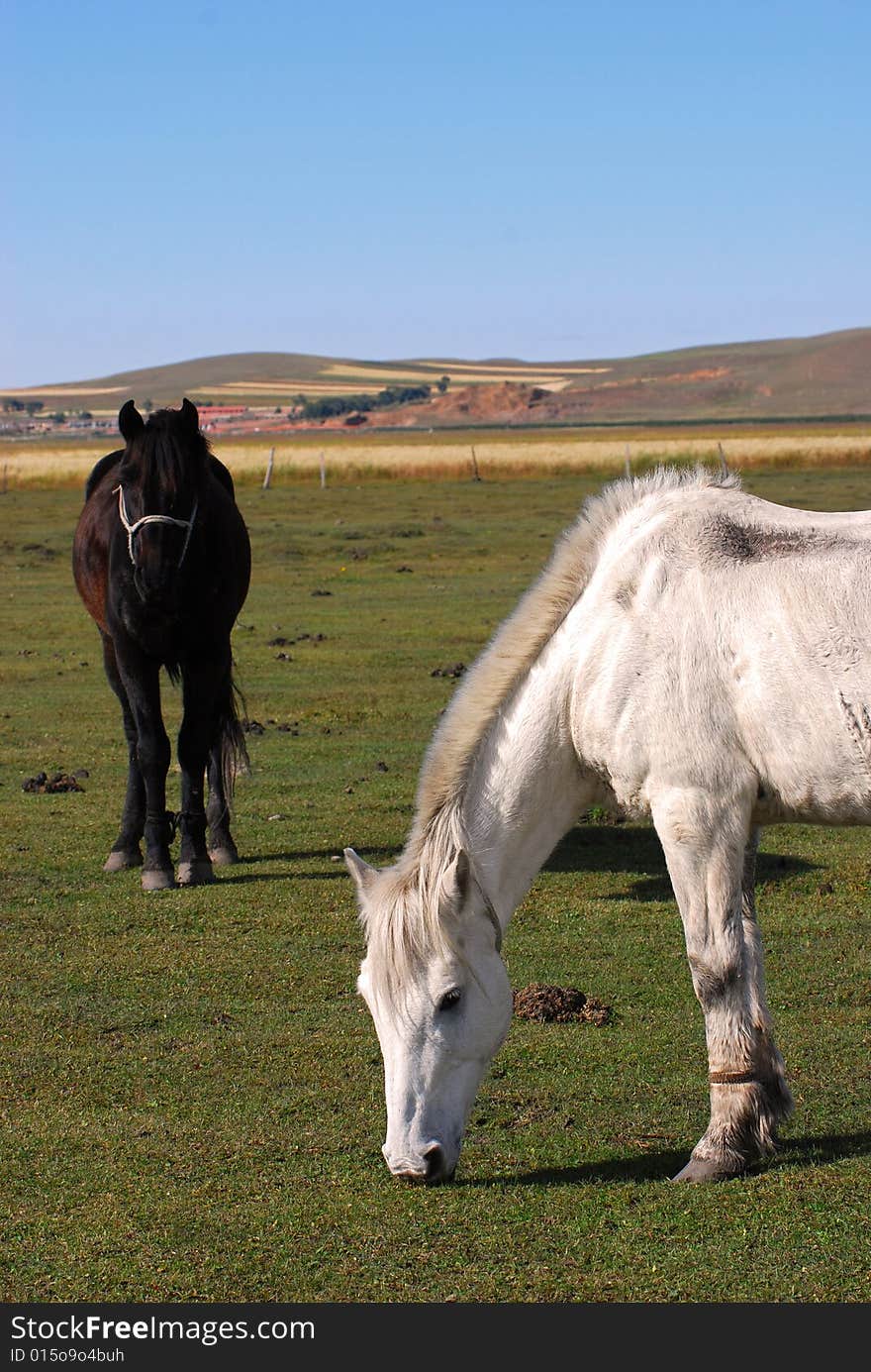 Two horses feeding on pasture. Two horses feeding on pasture