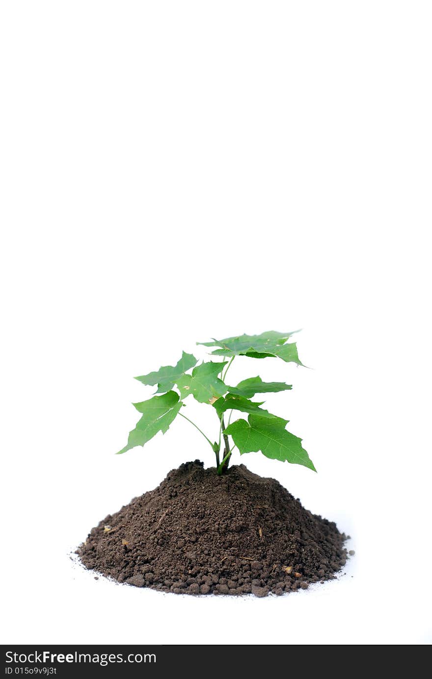 Green sprout of young tree in the ground. Green sprout of young tree in the ground