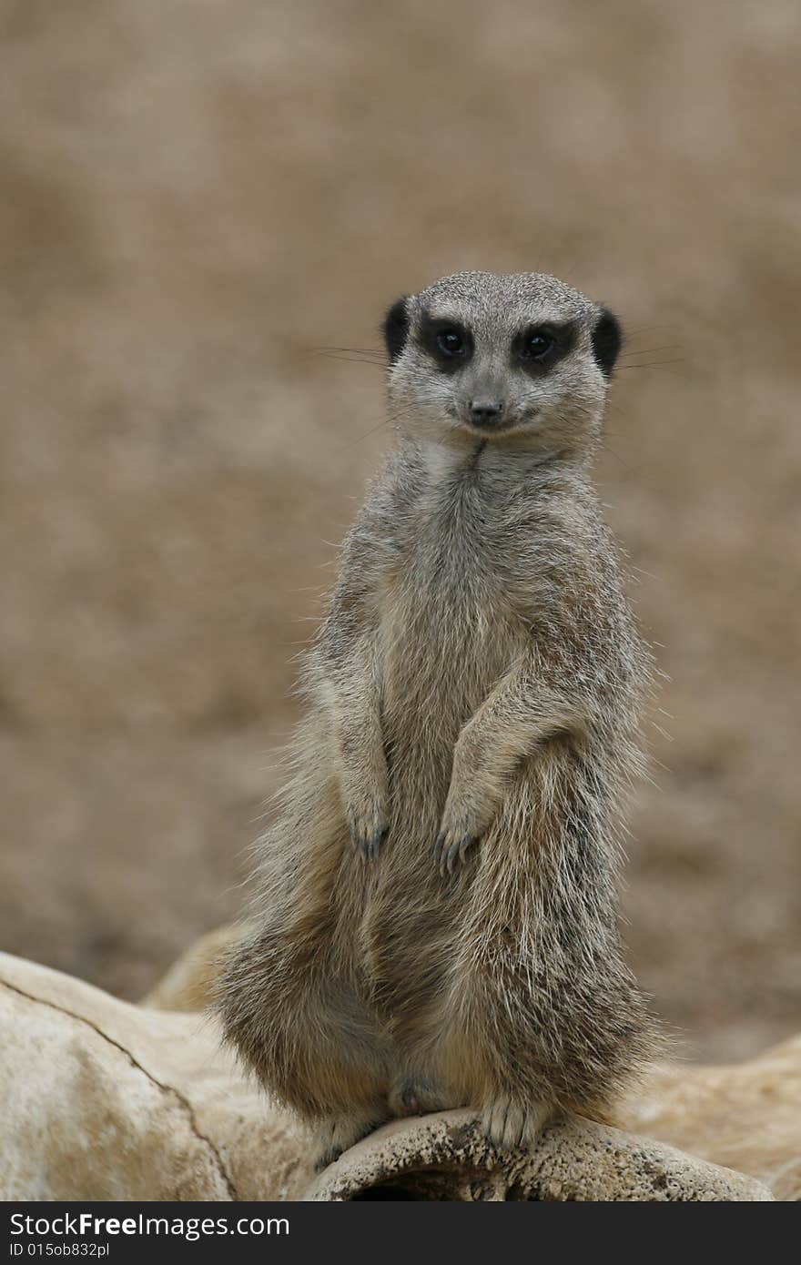 A meerkat in a zoo