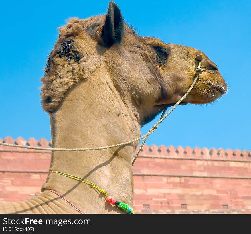 Head of a camel on Agra fort