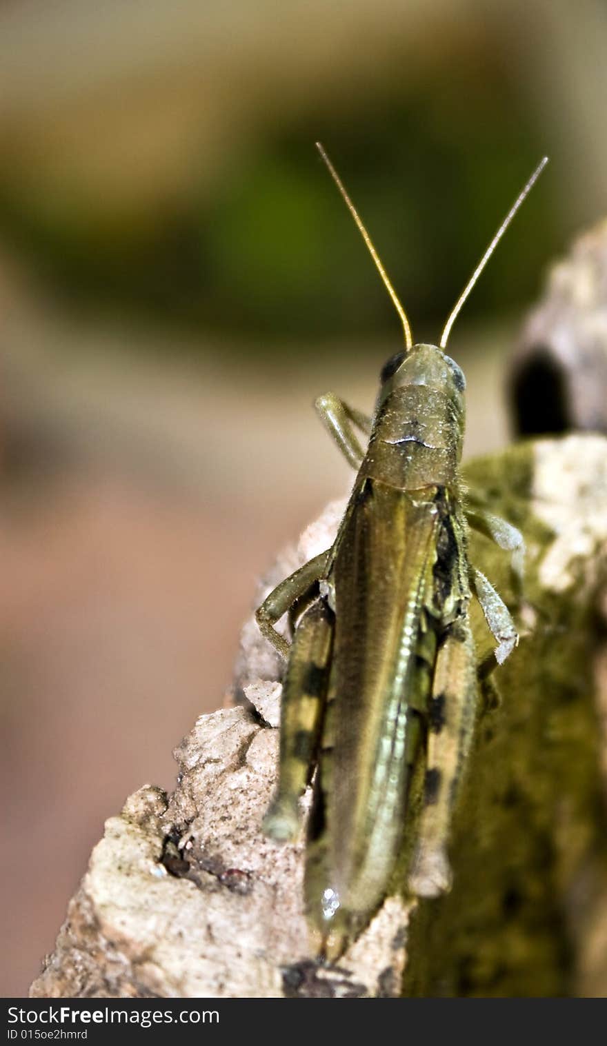 Grasshopper