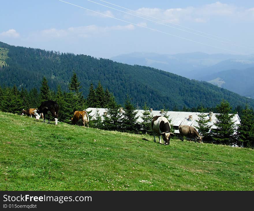 Caw herding in the top of the mountains