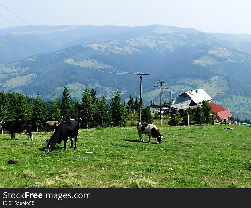 Caw herding in the top of the mountains