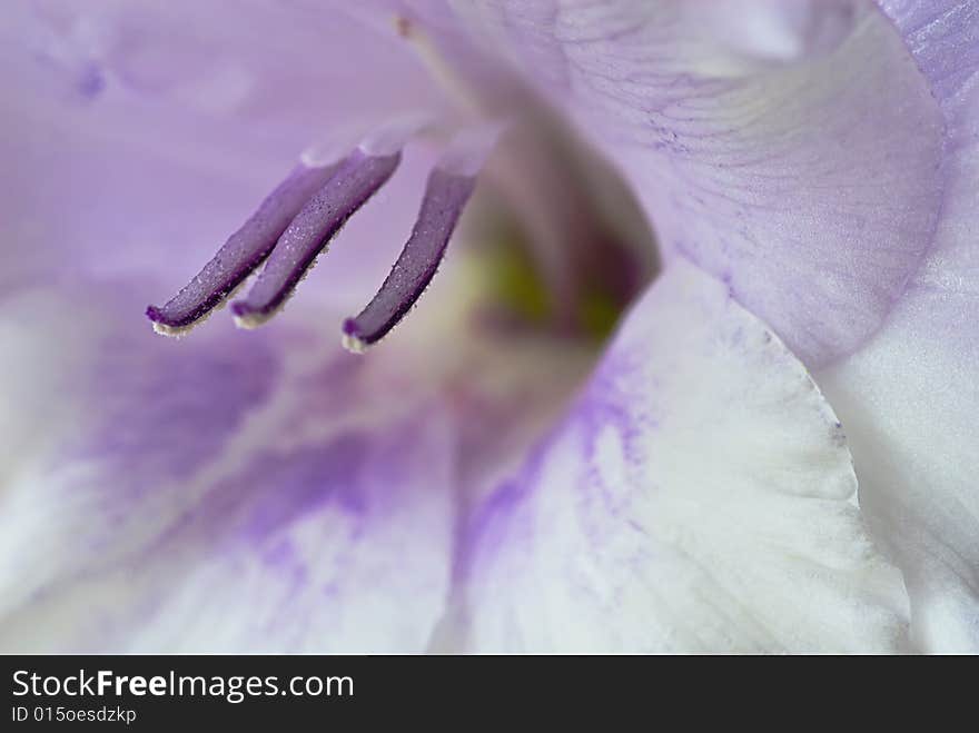 Purple  violet gladiolus close up in summer garden