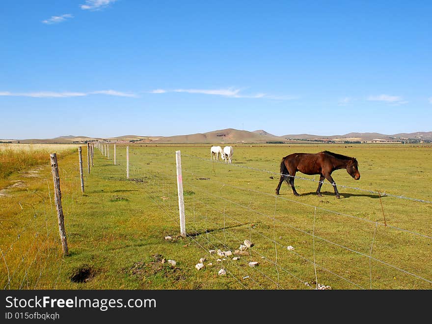 Horses inside the fence on pasture. Horses inside the fence on pasture