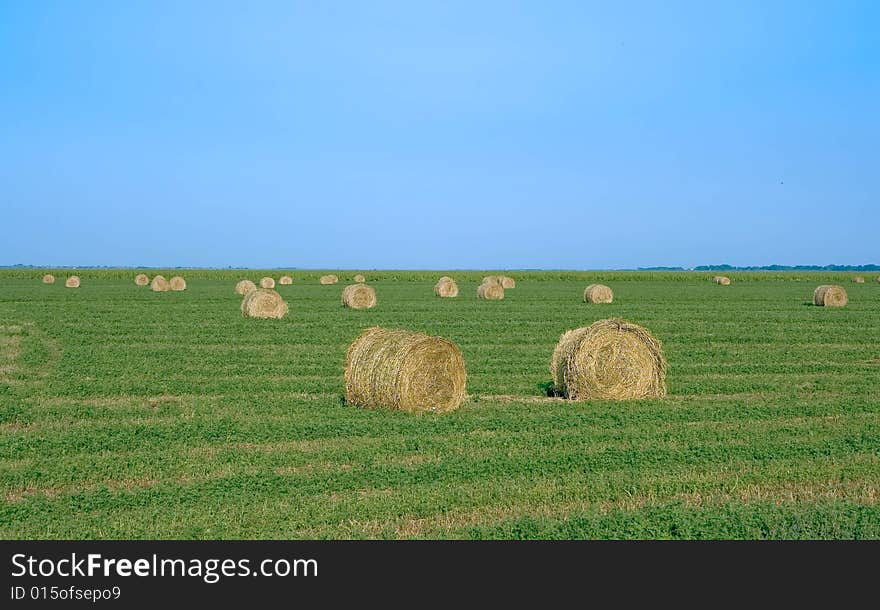 Ball Of Corn Straw In A Field