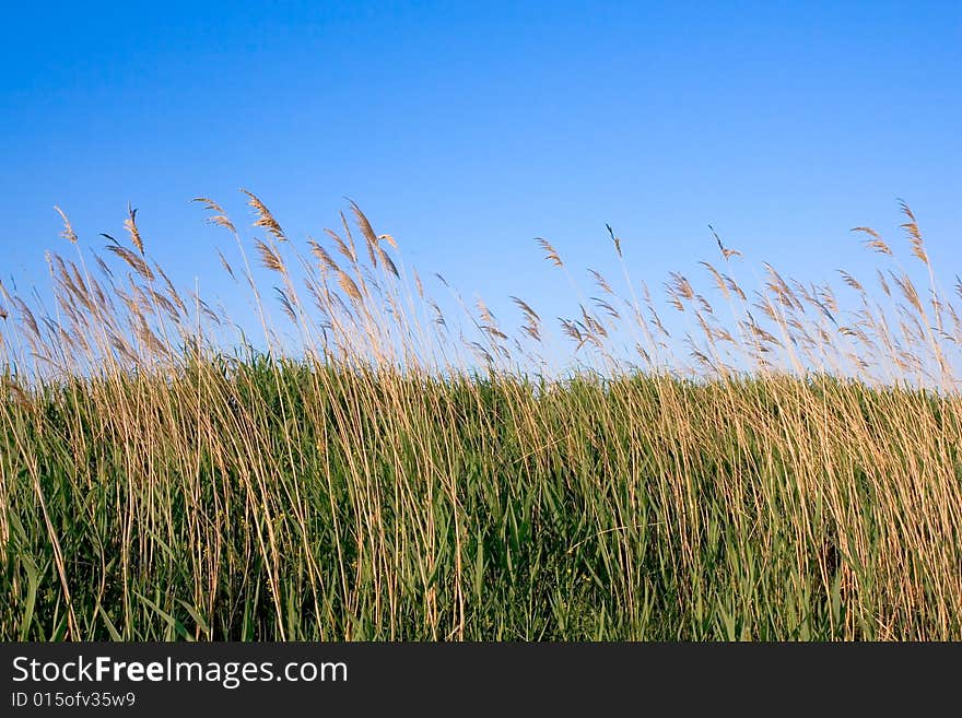 Yellow rush over blue sky