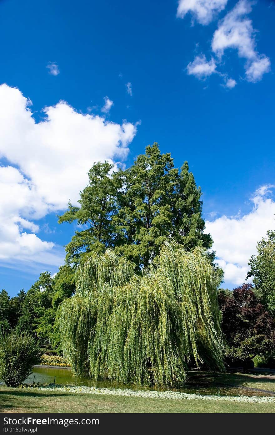 Beneath weeping willows on bank of a pond in Danube park, Novi Sad, Serbia