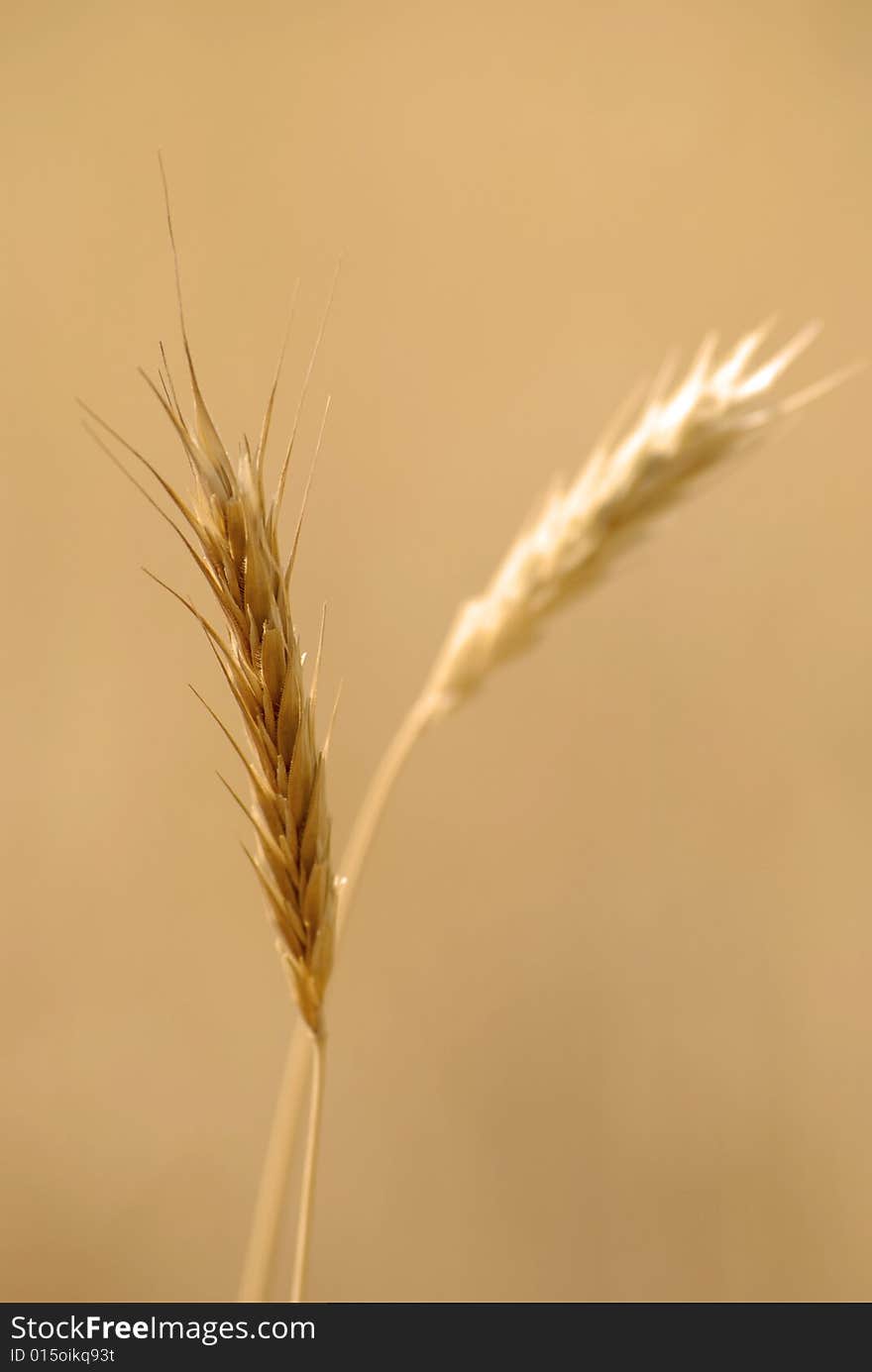 Closeup shot of Weeds in the Summer Evening Light