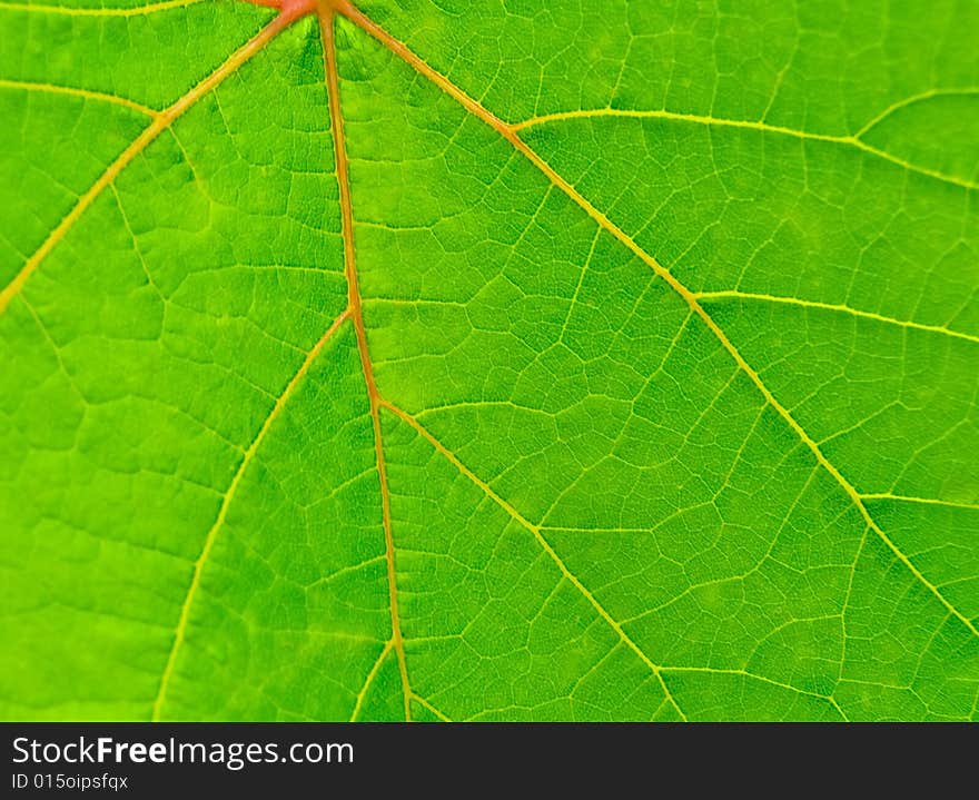 Background from a green leaf. Background from a green leaf