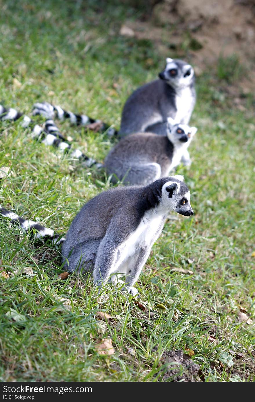 Three ringtailed lemurs sitting in the sun. Three ringtailed lemurs sitting in the sun