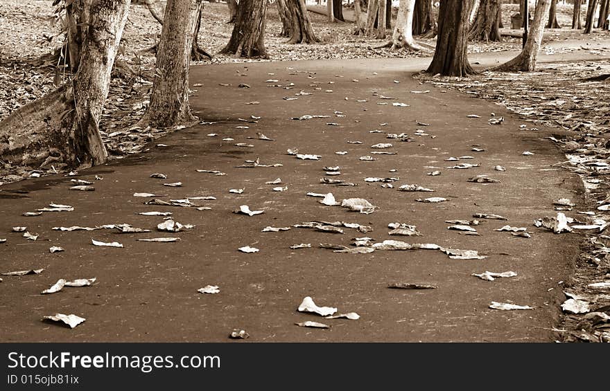 Treelined Footpath