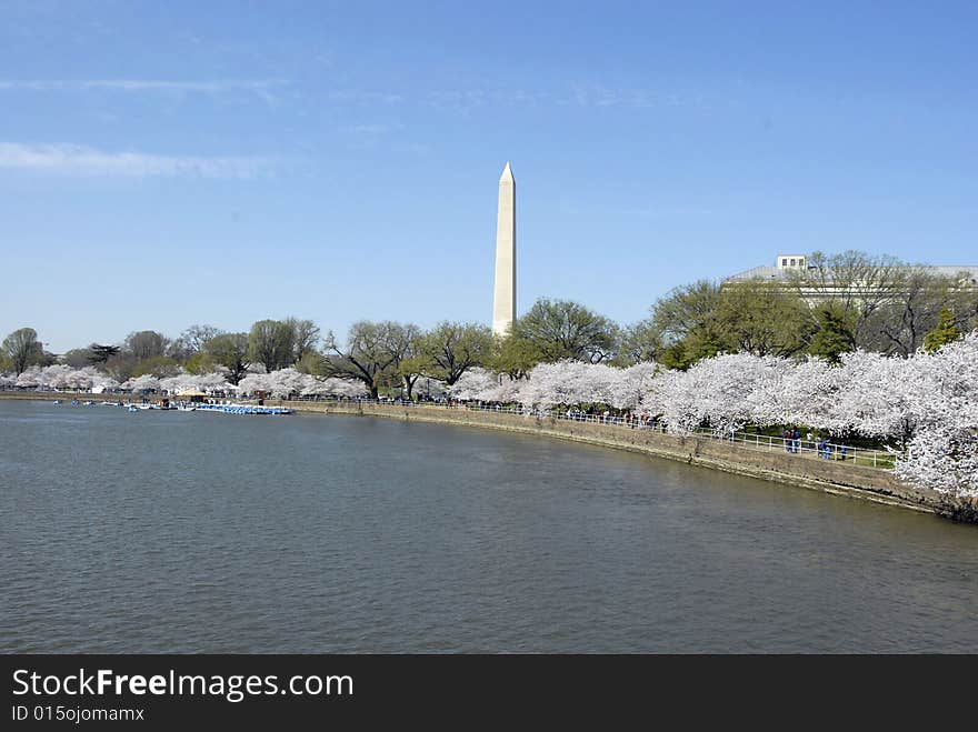 A view of the cherry blossoms, tidal basin & Washington Monument