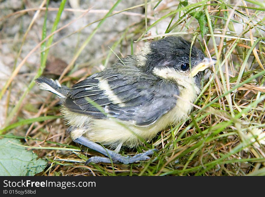 Small  sparrow hidden in the grass