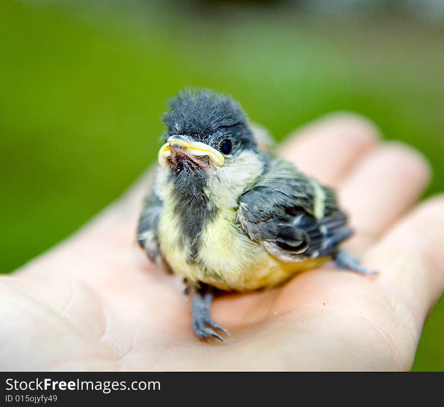 Sparrow Posing On A Palm