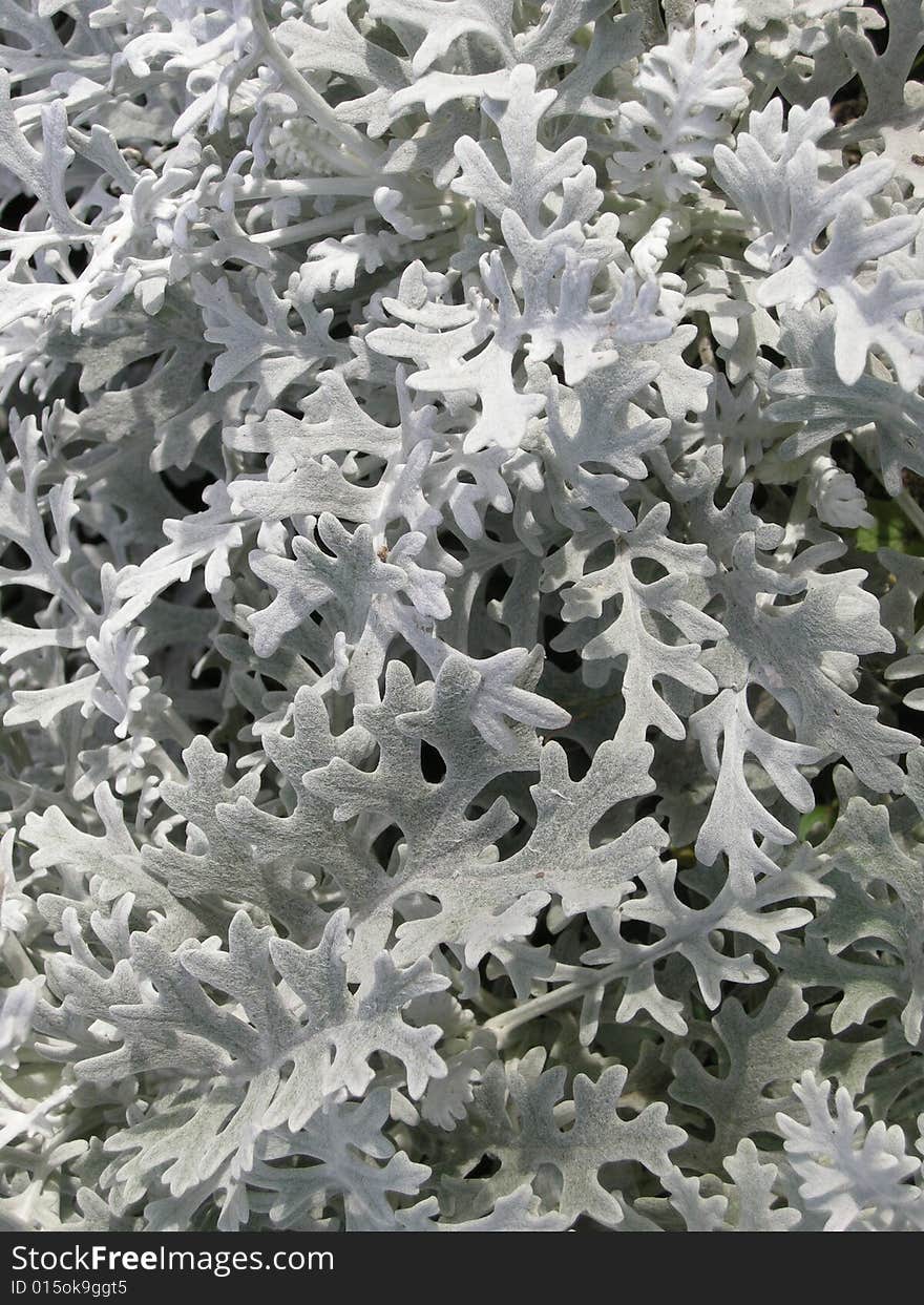 Gray Foliage