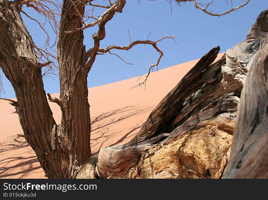 Trees and dunes, Namibia