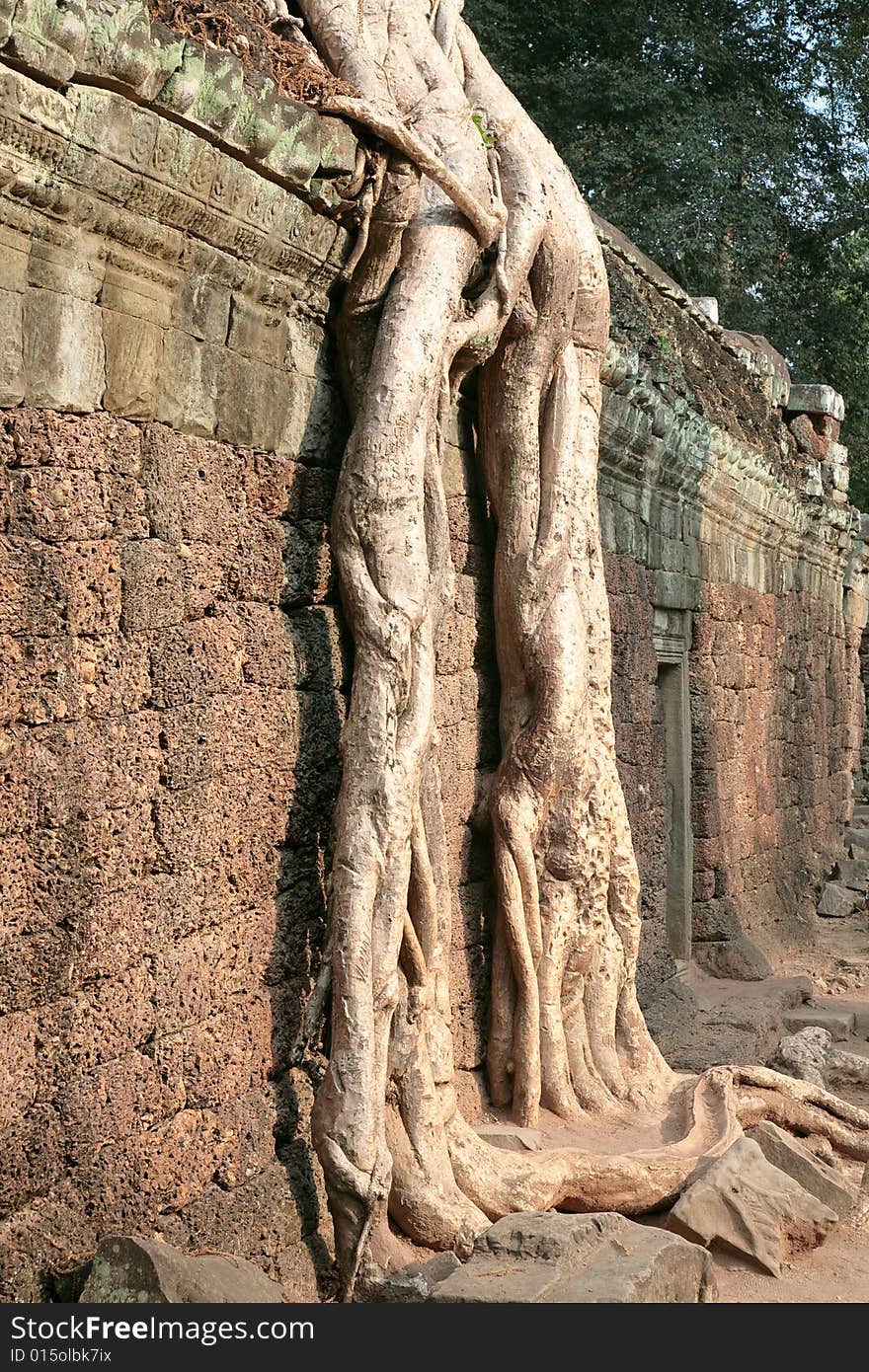 Massive roots of Hevea brasiliensis overgrow a wall of ancient temple of Ta Prohm, Campuchea. Massive roots of Hevea brasiliensis overgrow a wall of ancient temple of Ta Prohm, Campuchea