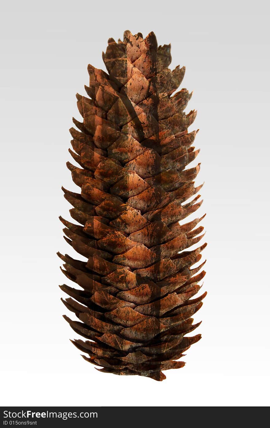 Pine cone!