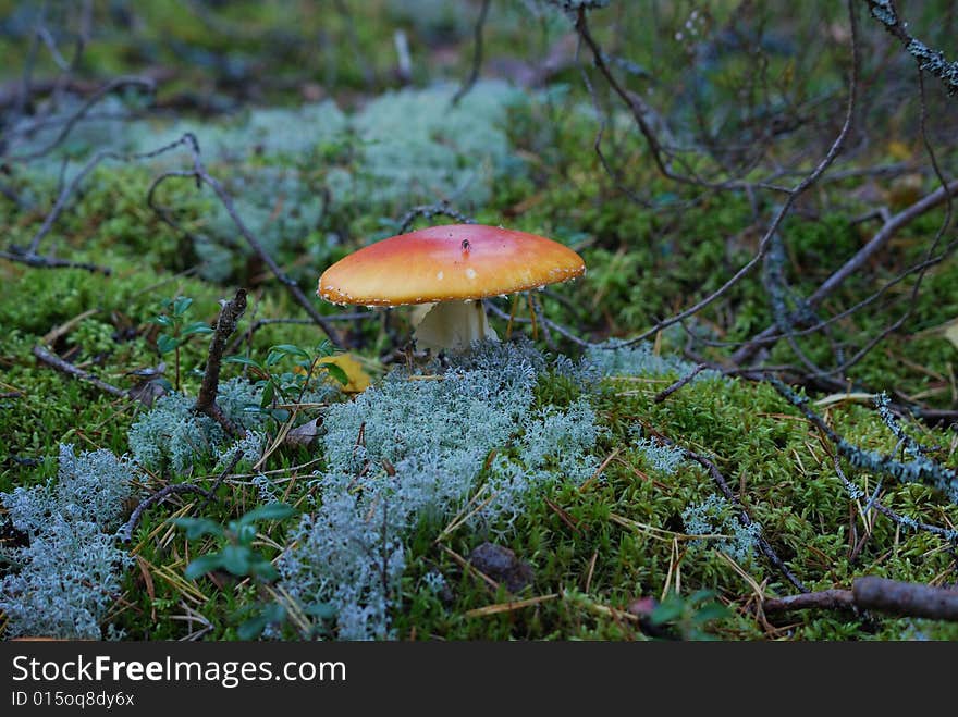 Red fly agaric close-up shot. Red fly agaric close-up shot