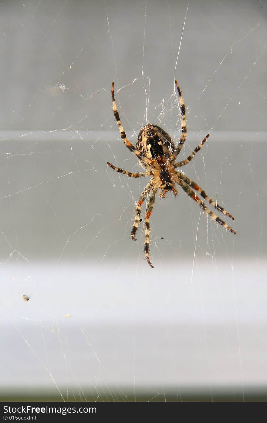 Cross spider on spider web