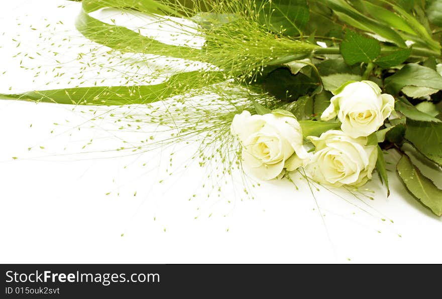 White roses over white background - perfect isolated for your text