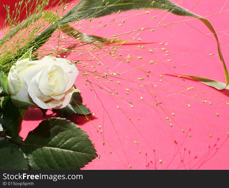 White Rose Over Pink