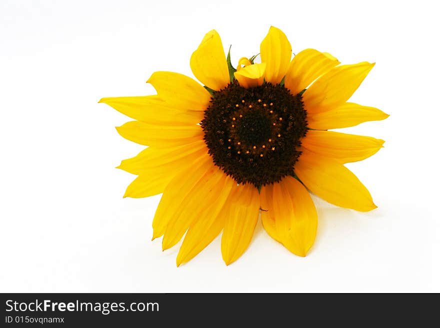 Yellow  sunflower on a white background. Yellow  sunflower on a white background