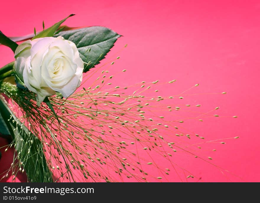 Close up of the white rose. Close up of the white rose