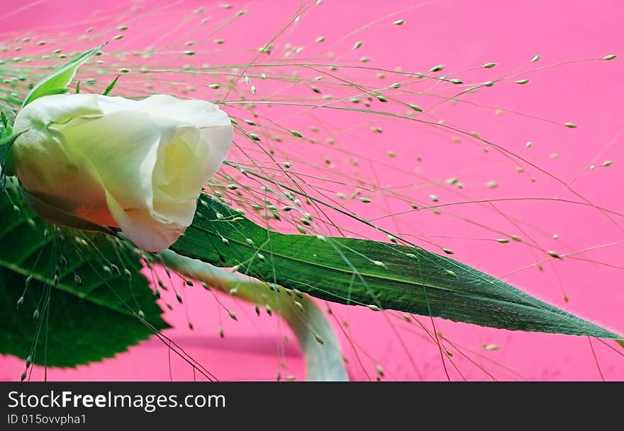 White rose over pink