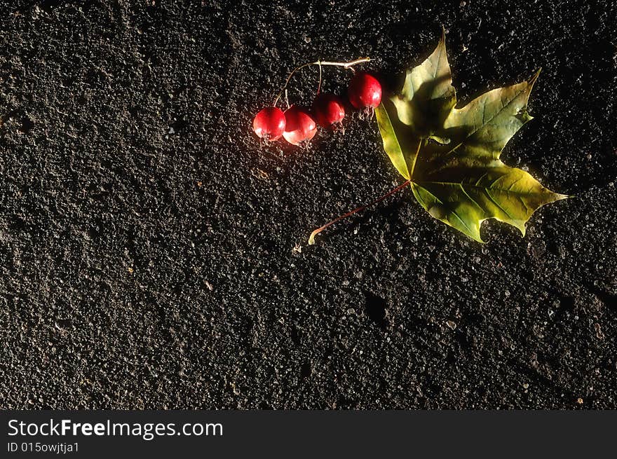 The sheet of a maple and hawthorn berry lay on asphalt. The sheet of a maple and hawthorn berry lay on asphalt